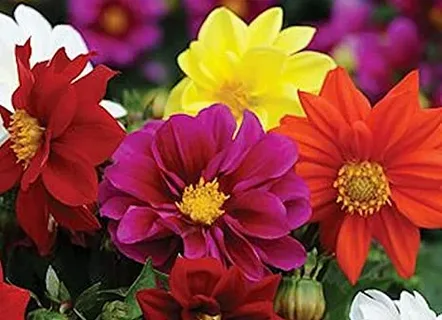 ডালিয়া মিক্স-(Dahlia Mix),আনুমানিক ১০০ বীজ - Image 3