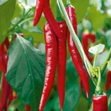ঝাঁঝালো লাল মরিচ-(Hot Red Chili/Morich)-আনুমানিক ৫০০+ বীজ - Image 3