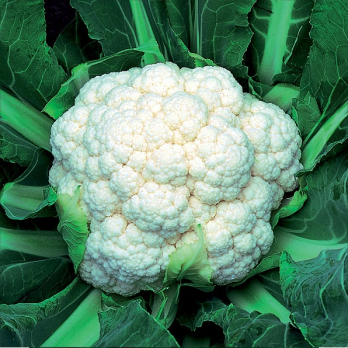 সাদা ফুলকপি-(Sada Ful Copi),আনুমানিক ২০০ বীজ - Image 3