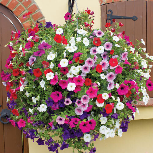 মর্নিং গ্লোরি-(Morning Glory),আনুমানিক ৫০ বীজ - Image 4