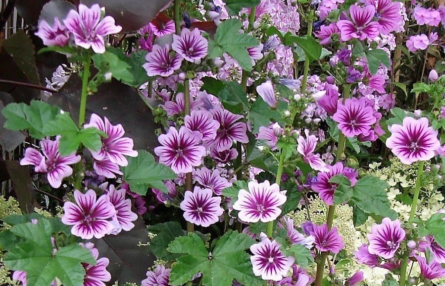 পার্পল ম্যালো-(Purple Mallow),আনুমানিক ২০০ বীজ - Image 3