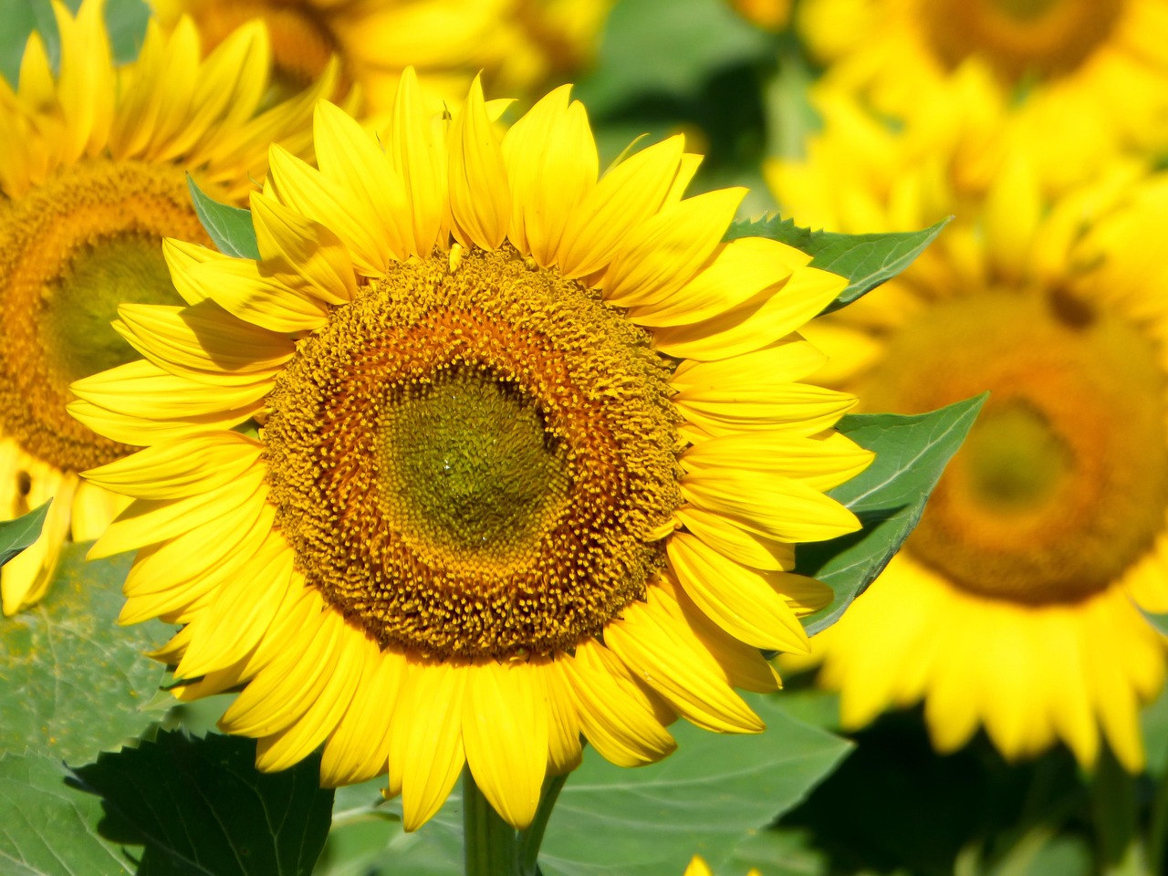 সূর্যমুখী-(Sunflower), আনুমানিক ৩০ বীজ - Image 2