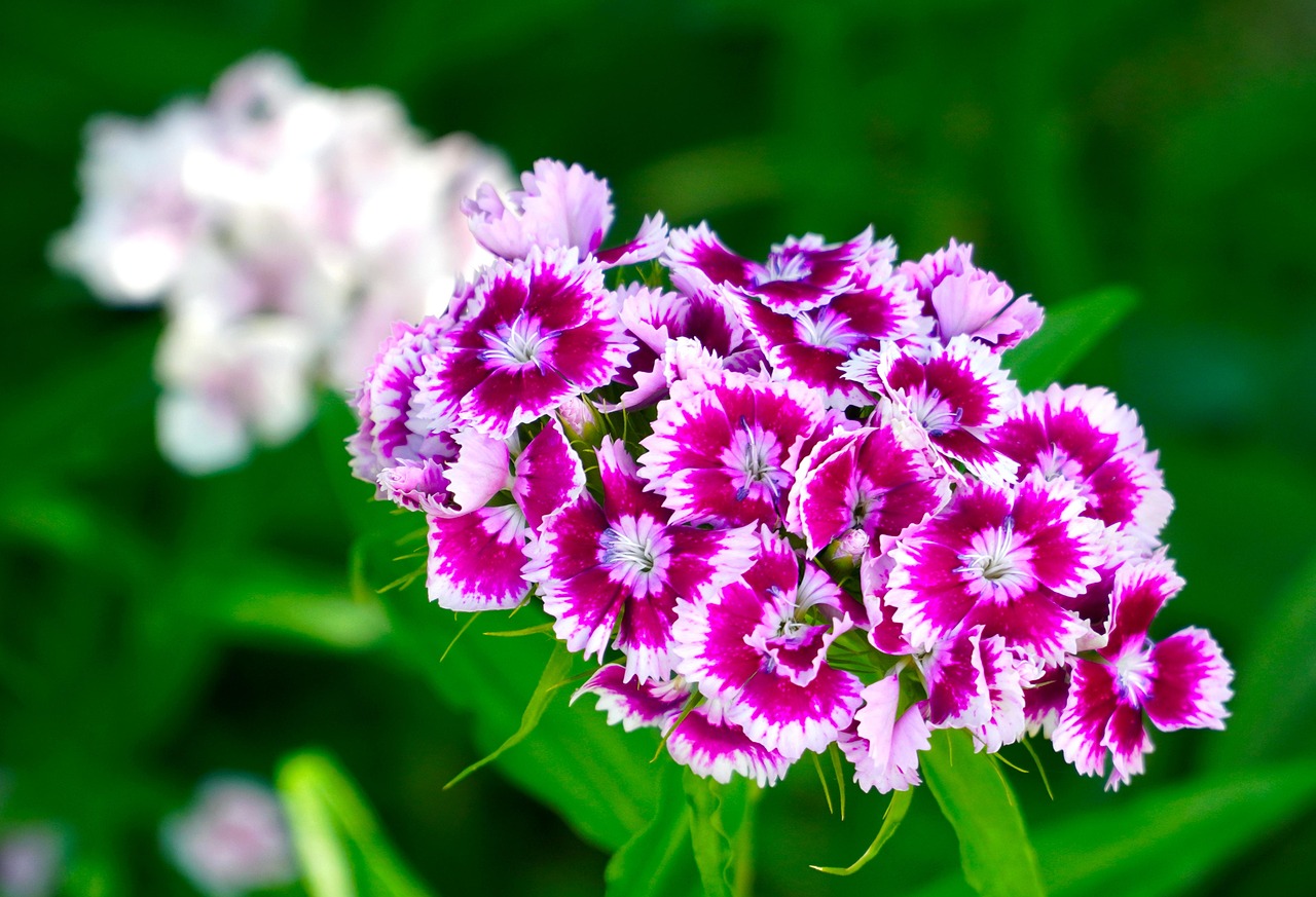 বর্ণিল কার্নেশন-(Colorful Carnation),আনুমানিক ৪০০ বীজ - Image 6