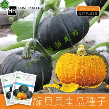 জাপানি বেবি মিষ্টি কুমড়া-(Japanese Baby Sweet Pumpkin)- আনুমানিক ১০ বীজ - Image 4