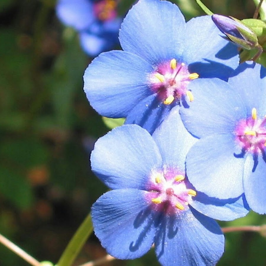 নাইজেলা স্টেভিয়া-(Nigella sativa), আনুমানিক ৫০০ বীজ - Image 5
