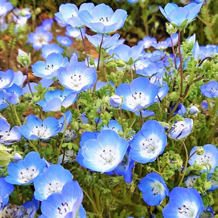 বেবি ব্লু আইজ (Baby Blue Eyes), আনুমানিক ৫০০০ বীজ - Image 6