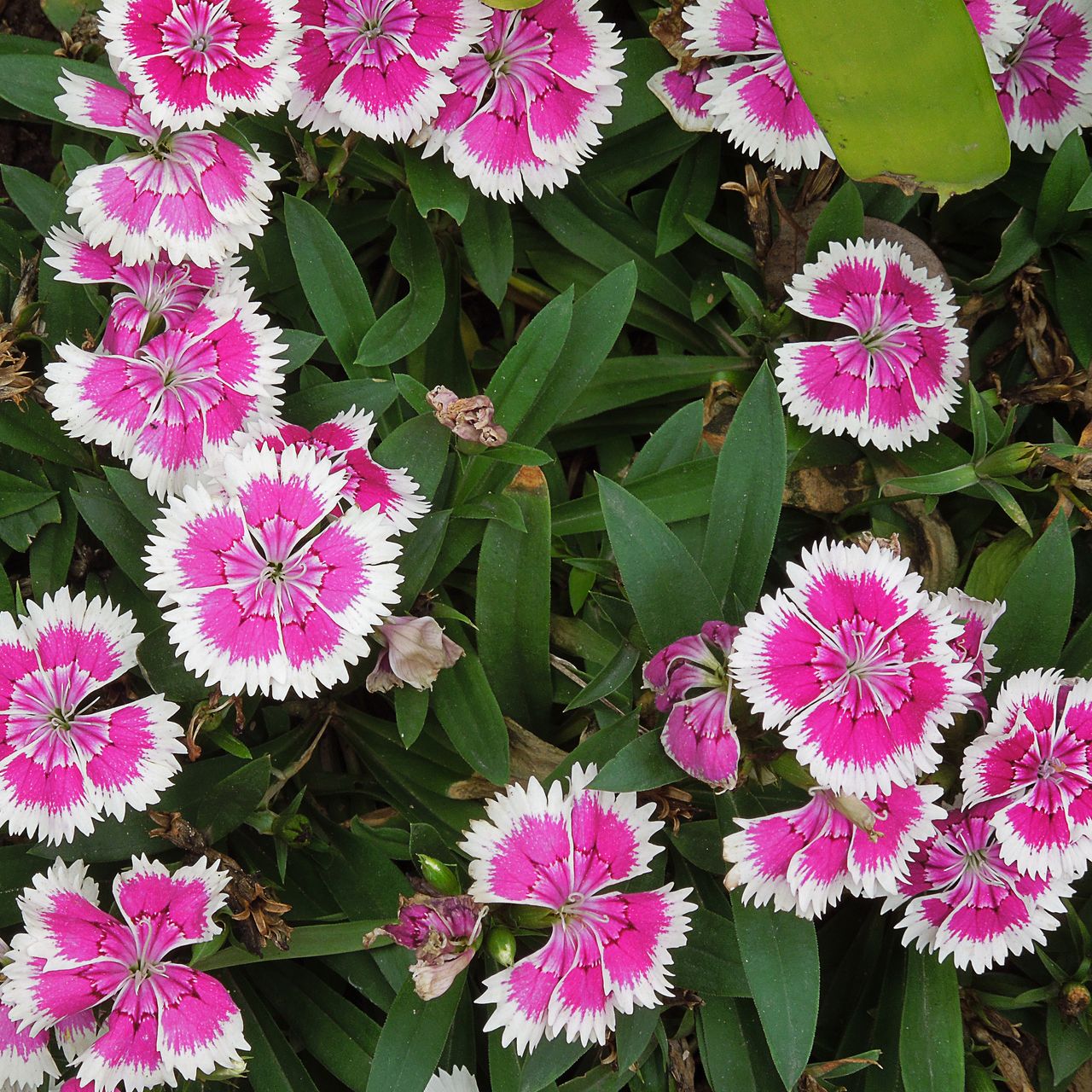 বর্ণিল কার্নেশন-(Colorful Carnation),আনুমানিক ৪০০ বীজ - Image 8