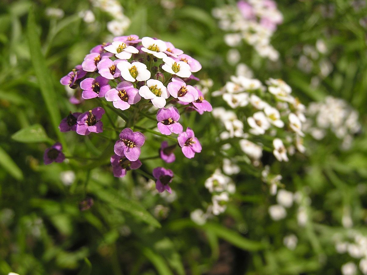 সুইট অ্যালিসাম-(Sweet Alyssum),আনুমানিক ২০০০+ বীজ - Image 3