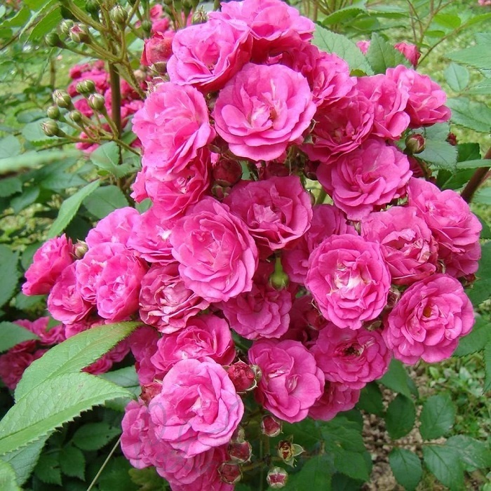 ক্লাইম্বিং রোজ-(Climbing Rose),আনুমানিক ১০০ বীজ - Image 3