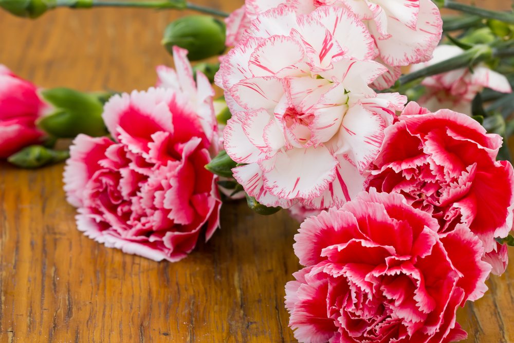 কারনেশন-(Carnation), আনুমানিক ৪০০ বীজ - Image 2