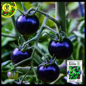 কালো টমেটো (Black Tomato),আনুমানিক ১০০ বীজ
