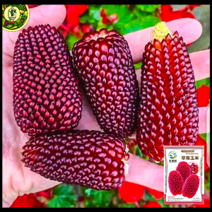 লাল ভুট্টা-(Red Corn),আনুমানিক ৩০-৪০ বীজ