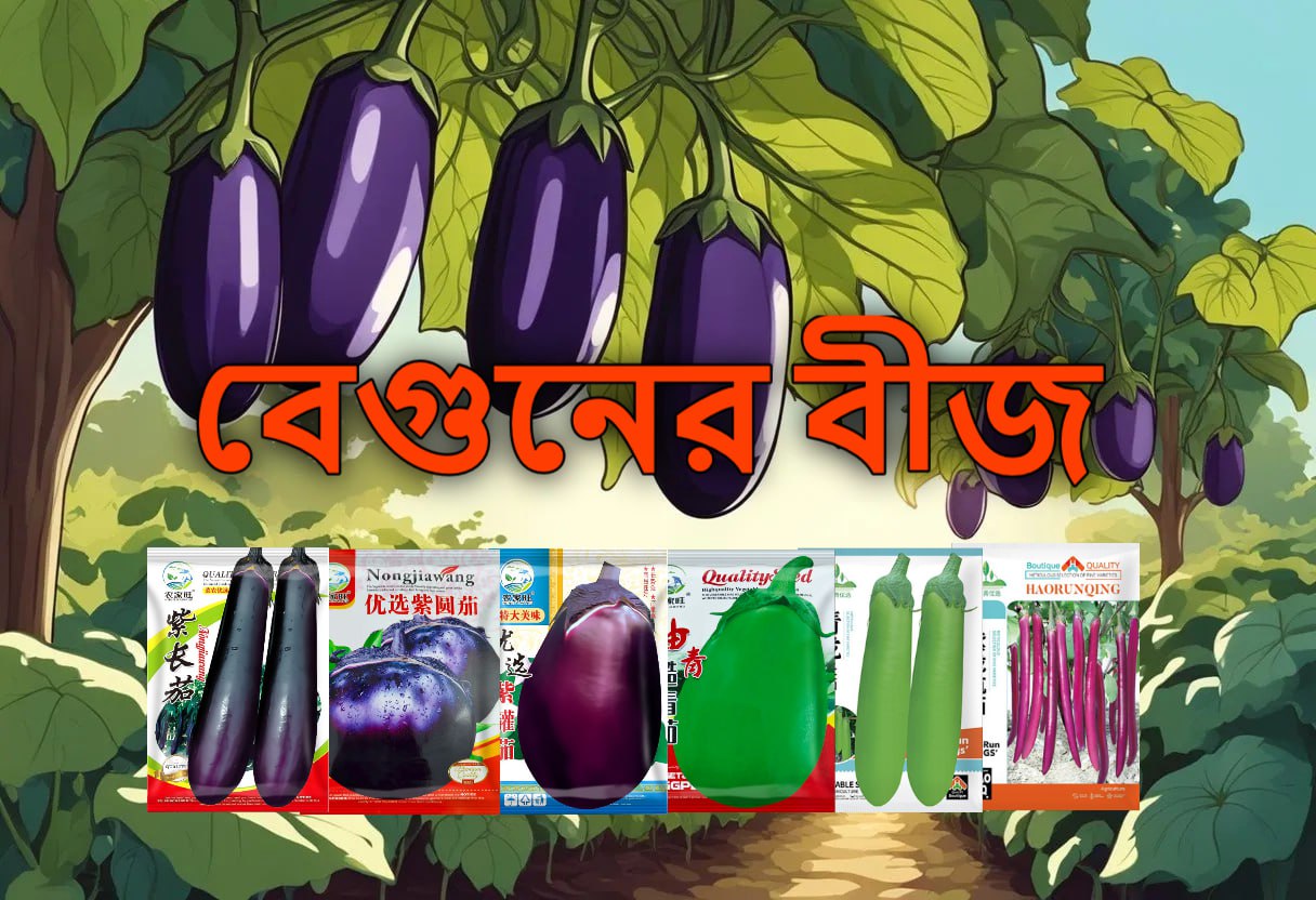বেগুনের বীজ