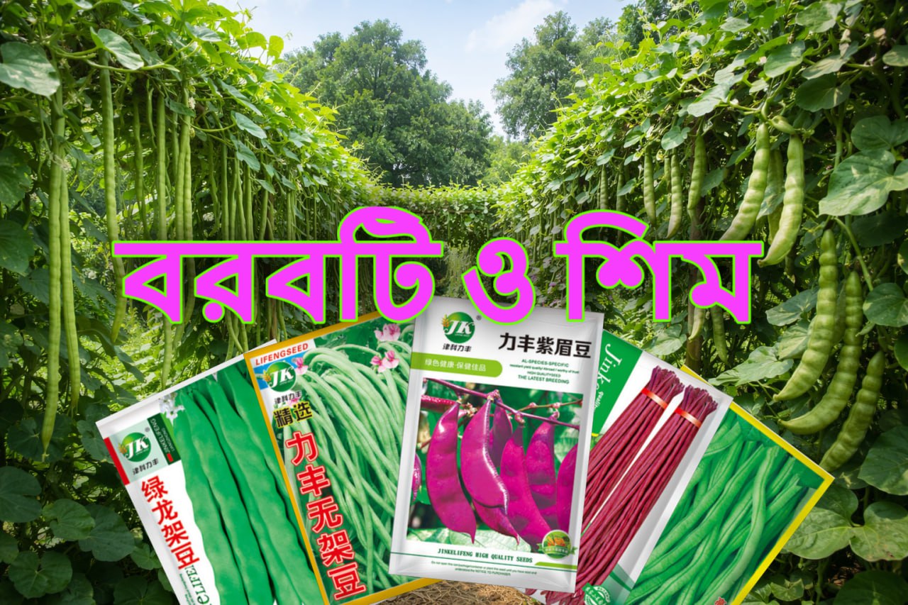 বরবটি ও শিম