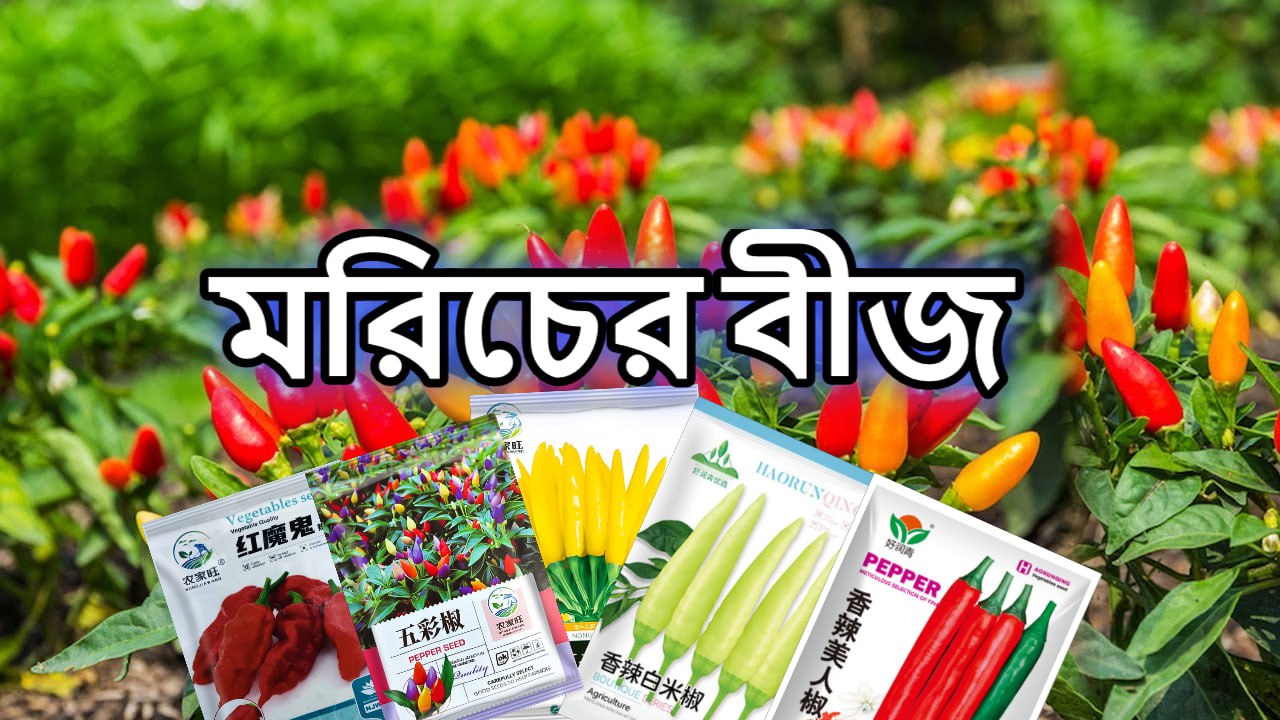 মরিচের বীজ