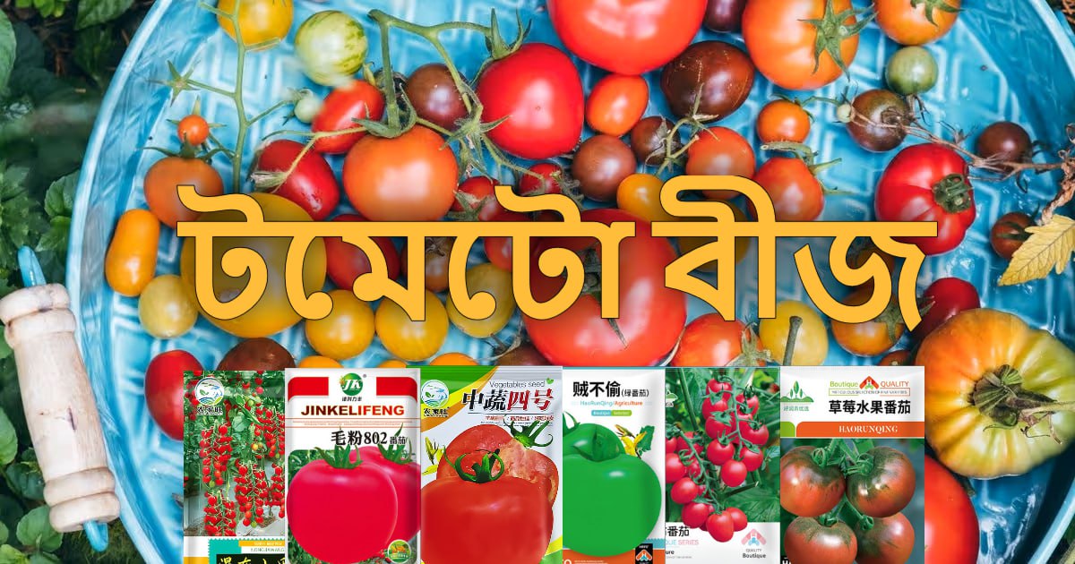 টমেটোর বীজ
