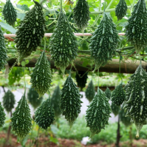 উচ্ছে- ১০ বীজ (হাইব্রিড)